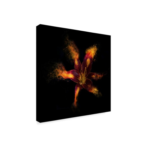 Lori Hutchison 'Lily Burst' Canvas Art,18x18